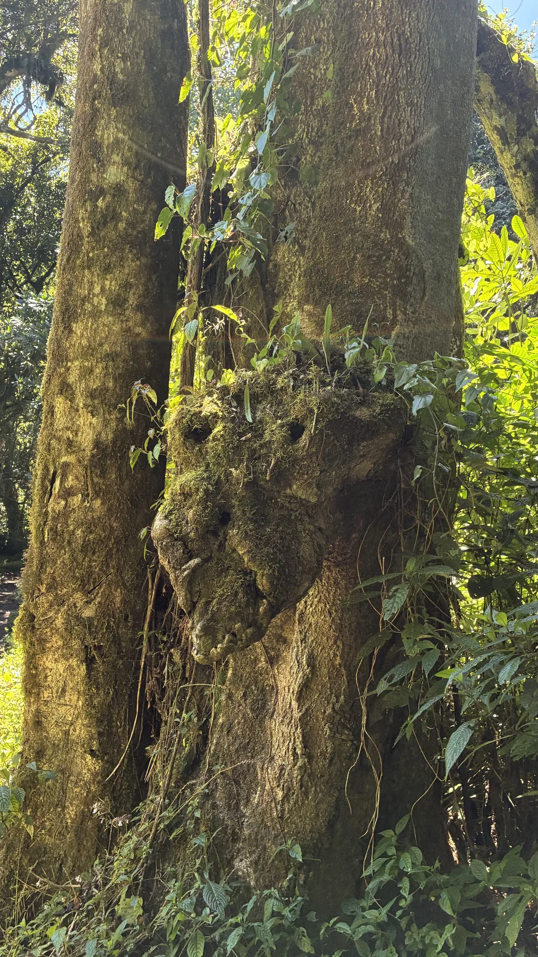 苔におおわれた大きな木の幹